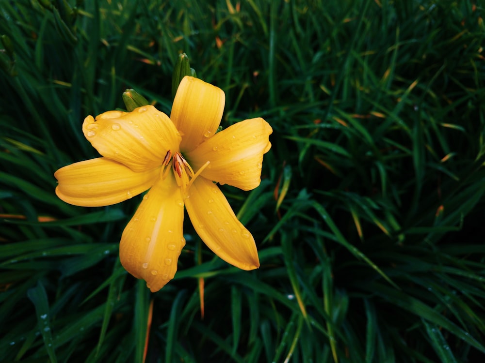 yellow petaled flower