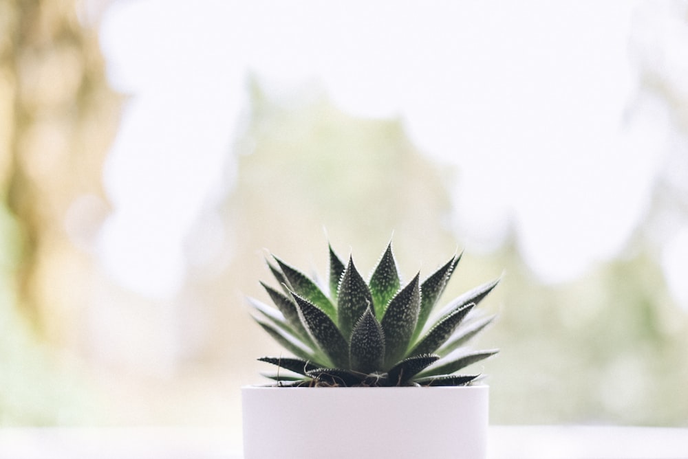 green snake plant