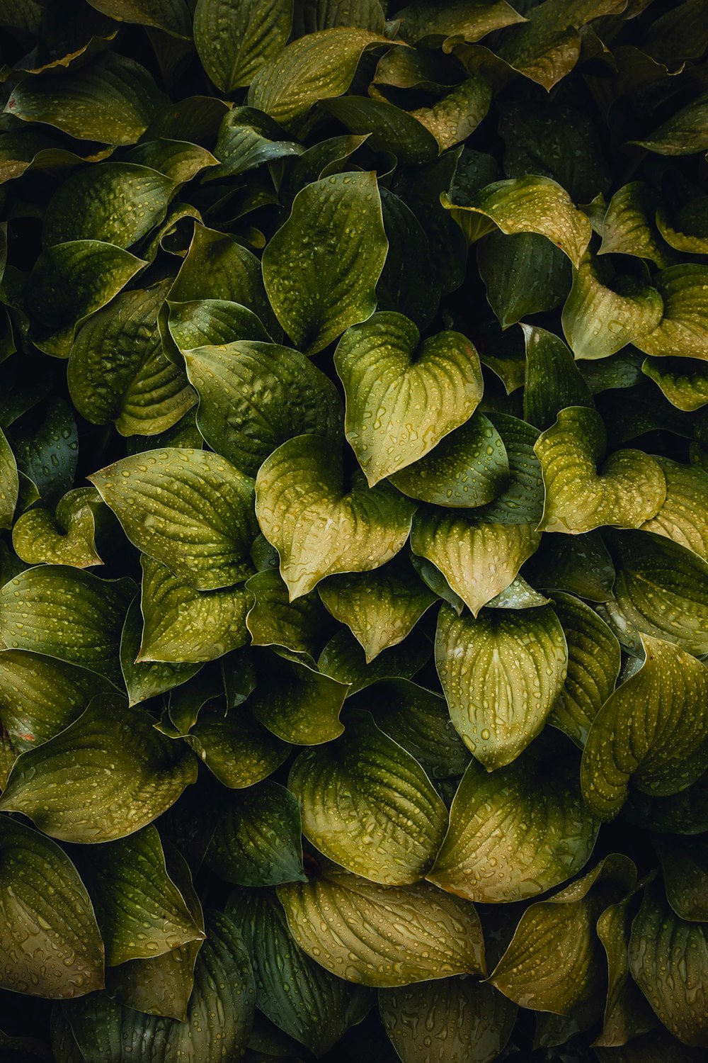 하트 모양의 녹색 잎 식물