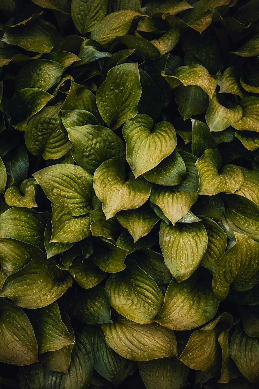 plantes à feuilles vertes en forme de cœur