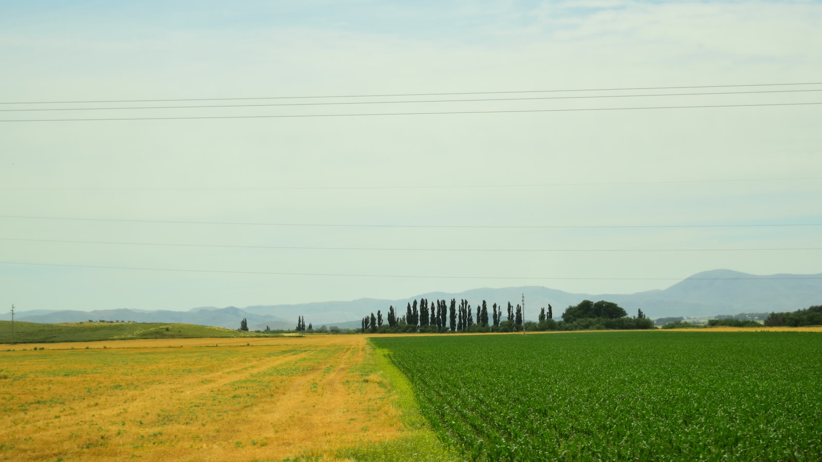 1. Identifying the Optimal Time for Safflower Harvest: Understanding the Significance of Bloom Stages and Crop Maturity