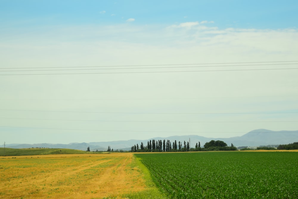 green field