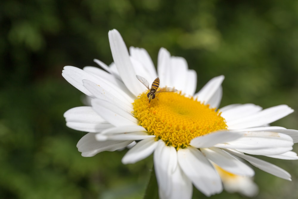 bee hovering above white flower