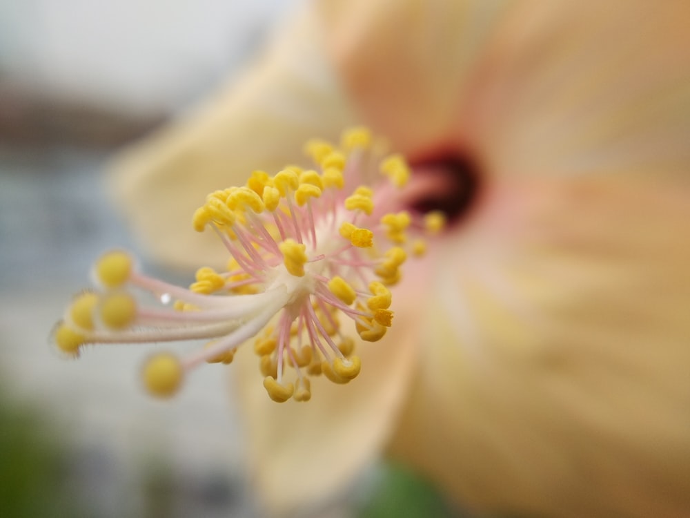 黄色いハイビスカスの花