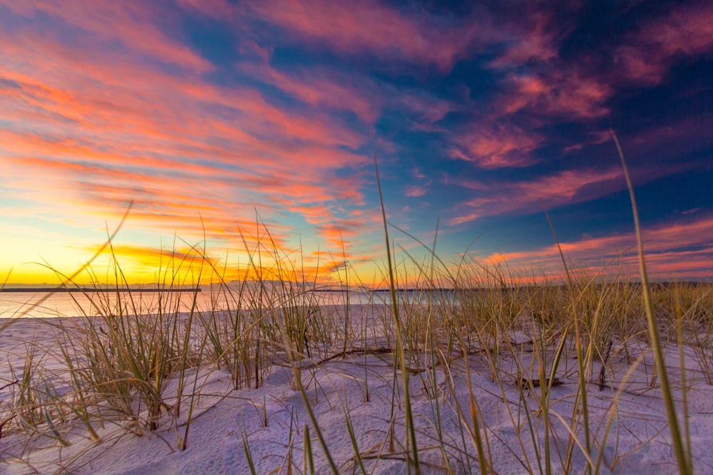 beach shore under cloudy sky