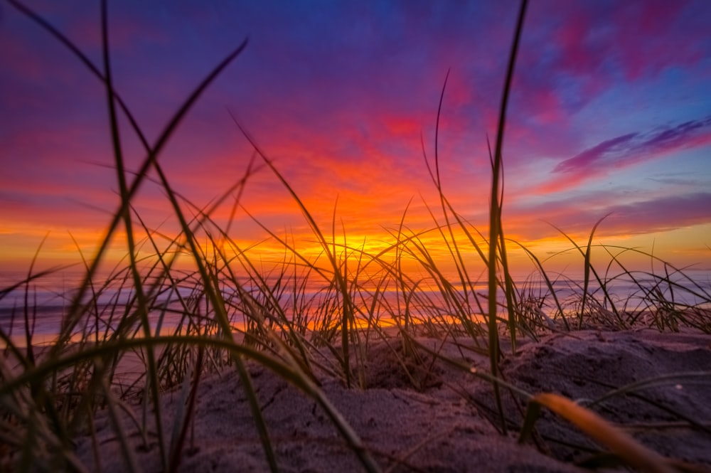 selective focus photography of grass