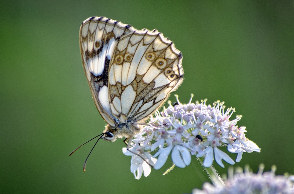 selective focus brown and white butterfly perched on white petaled flower