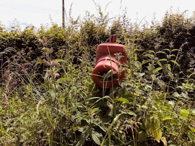 A red fire hydrant is partially obscured by tall, lush green grass and vegetation. The hydrant stands out against the dense foliage, which appears to be thriving and wild. The sky is overcast, adding a tone of natural simplicity to the scene.