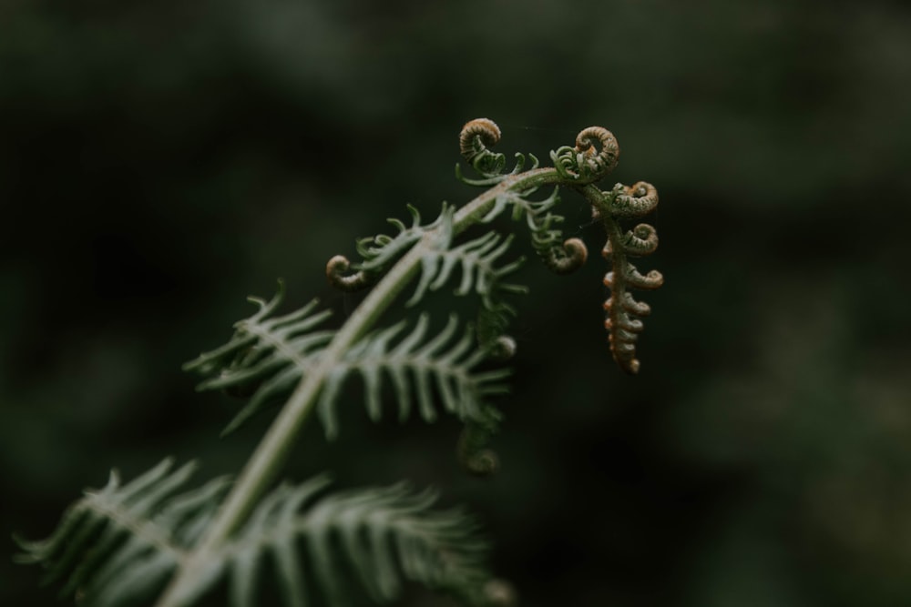 Micro fotografía de hoja verde