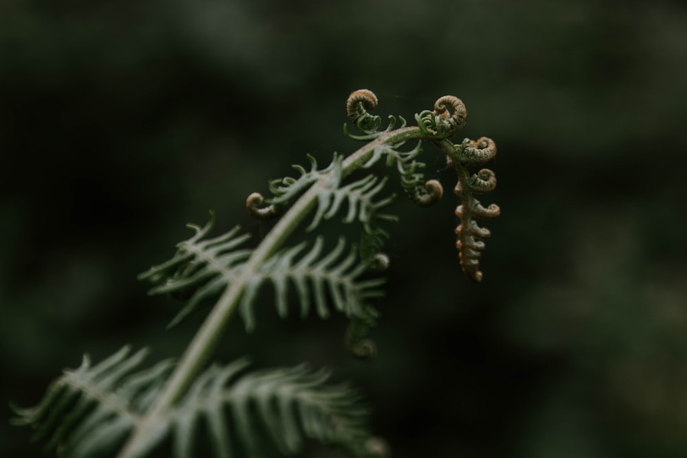 Mikrofotografie von Green Leaf