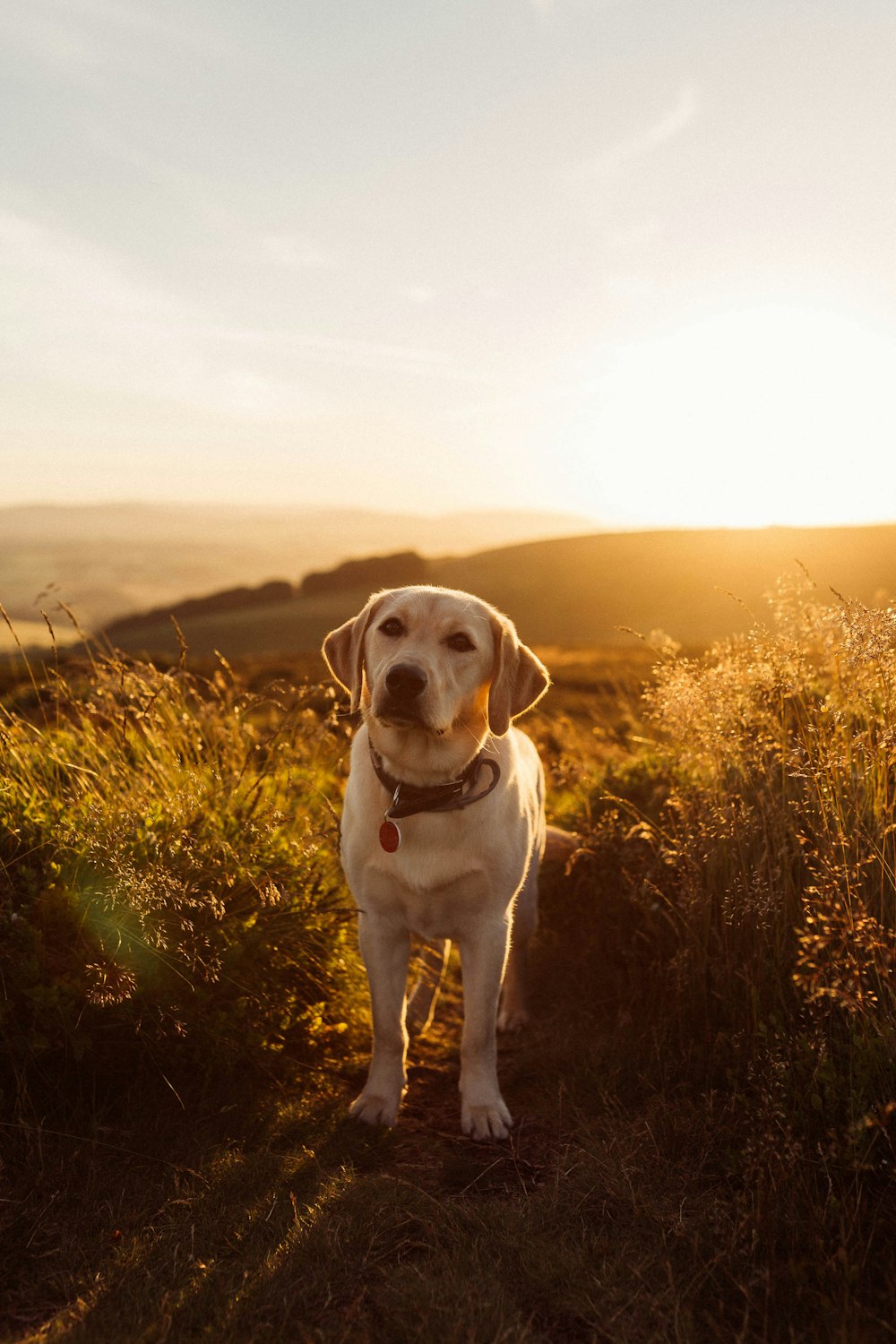 cane bianco sulle sabbie tra le piante a foglia