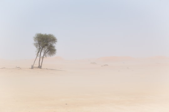 trees on desert at daytime photo in Dubai United Arab Emirates