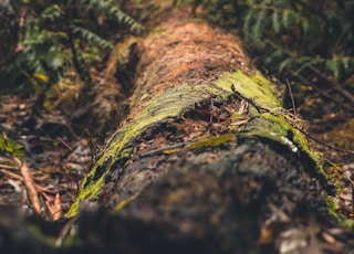 wooden log on ground surrounded by green grass