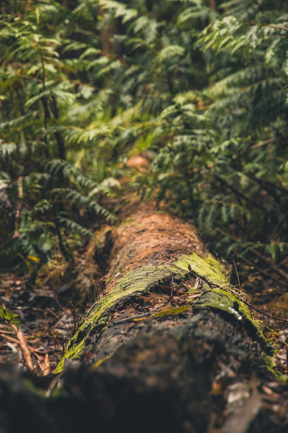 tronco de madeira no chão cercado por grama verde