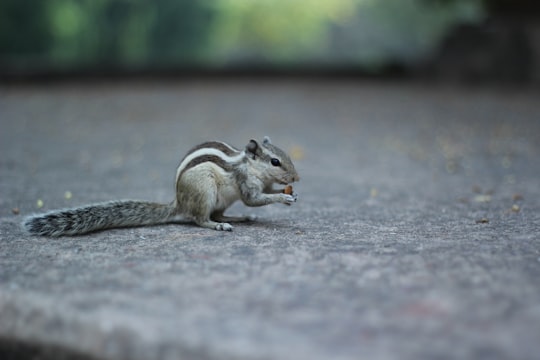 gray squirrel on gray concrete pavement in New Delhi India