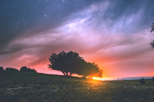 silhouette photography of tree in Constantine Algeria