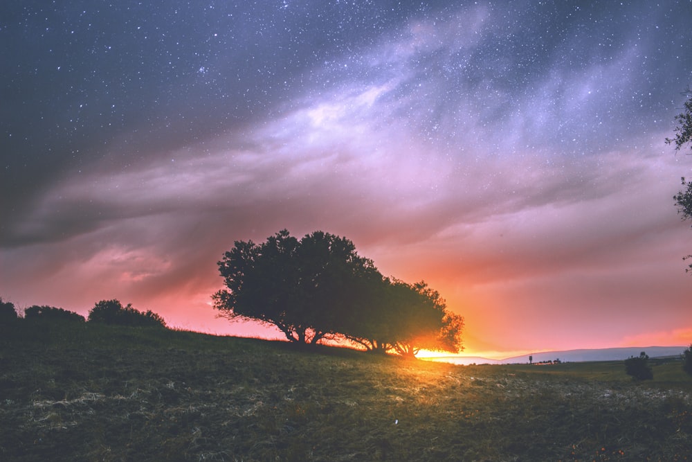 silhouette photography of tree