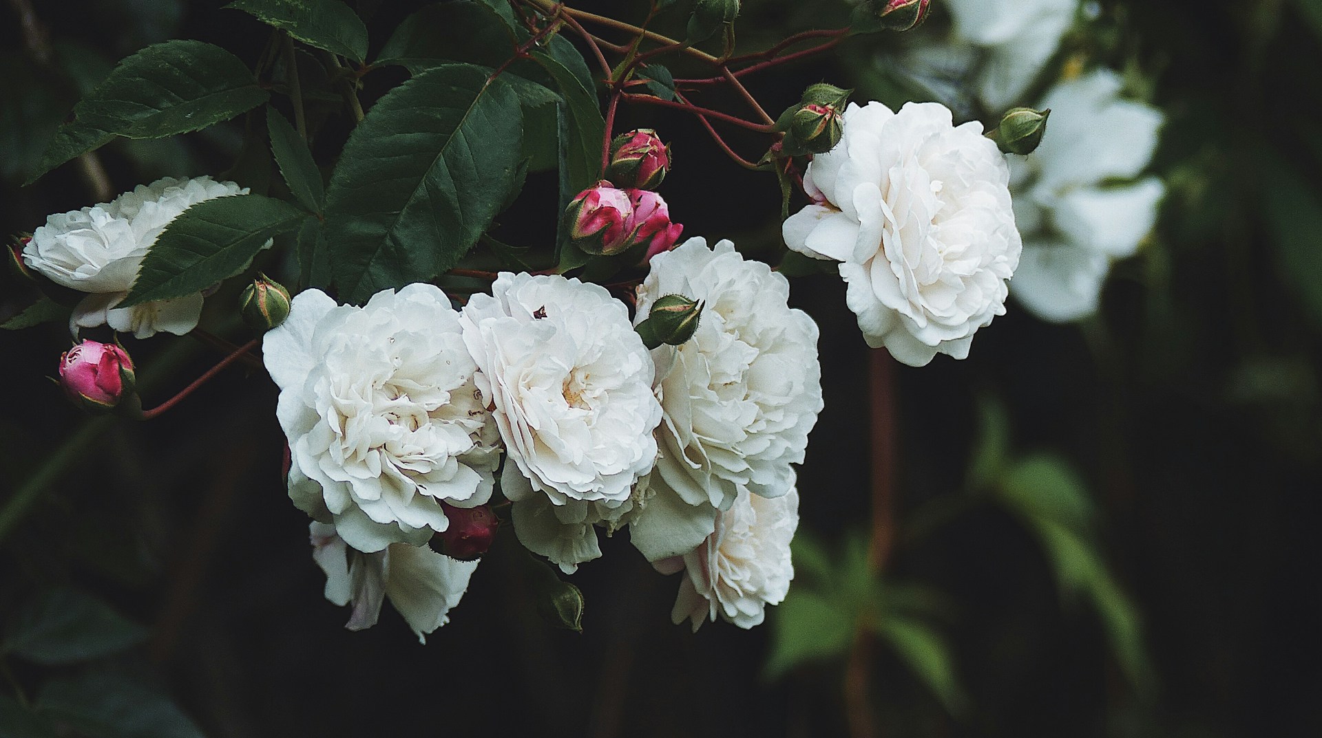 white petaled flower