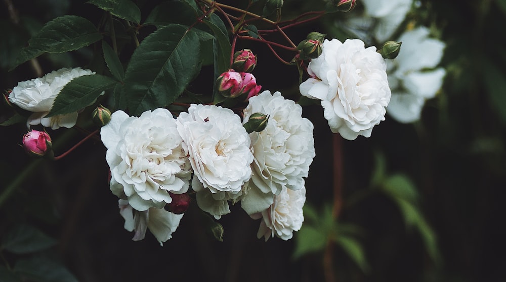 white petaled flower