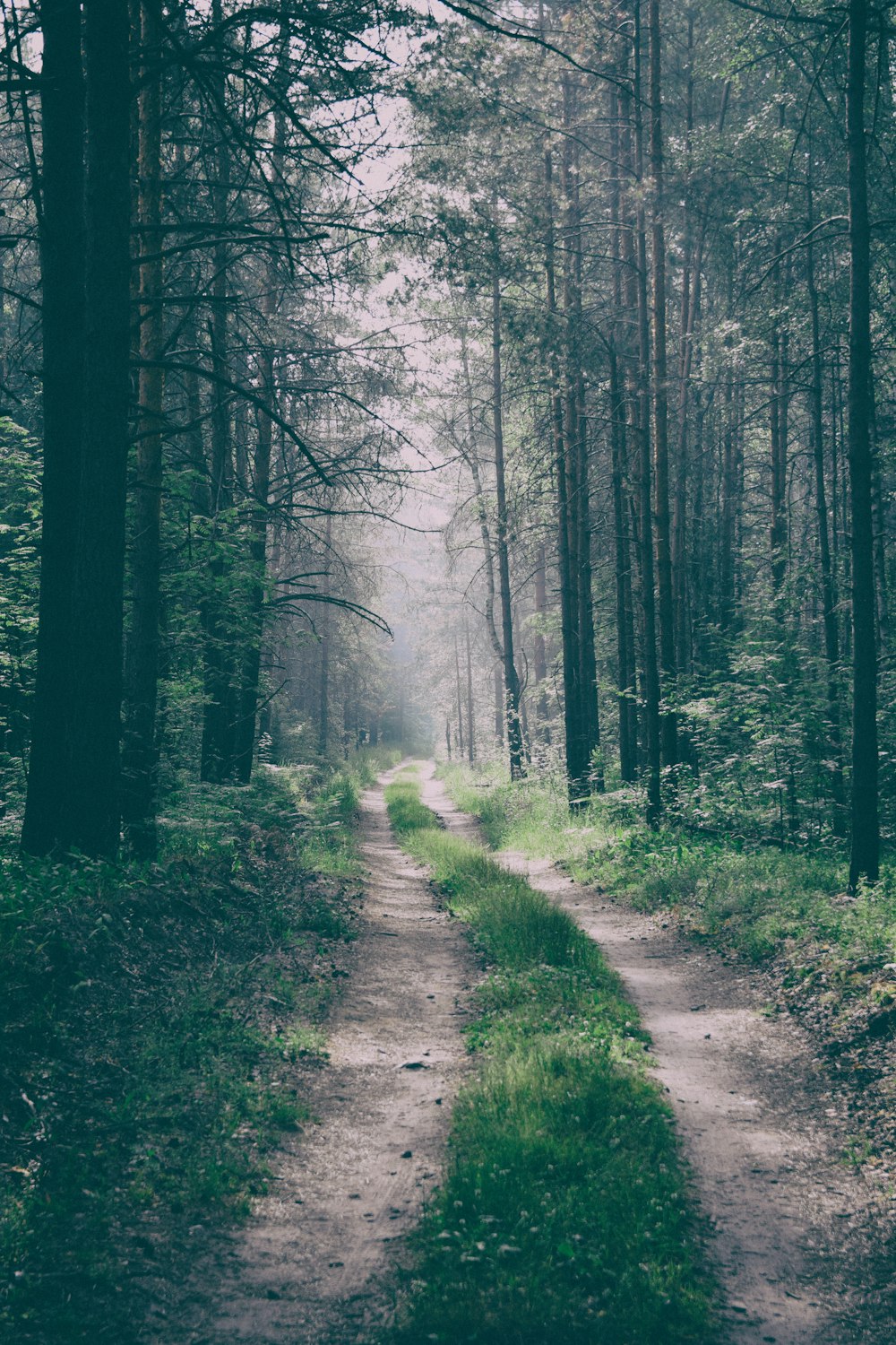 landscape photography of pathway in between of bare trees