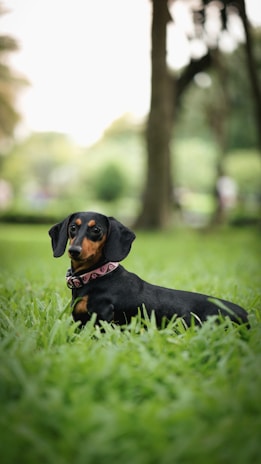 A black and tan dachshund is lying on lush green grass in a park setting. The dog is wearing a pink collar with a pattern on it. The background is slightly blurred, featuring trees and greenery, creating a serene and natural ambiance.