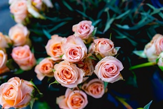 pink flowers