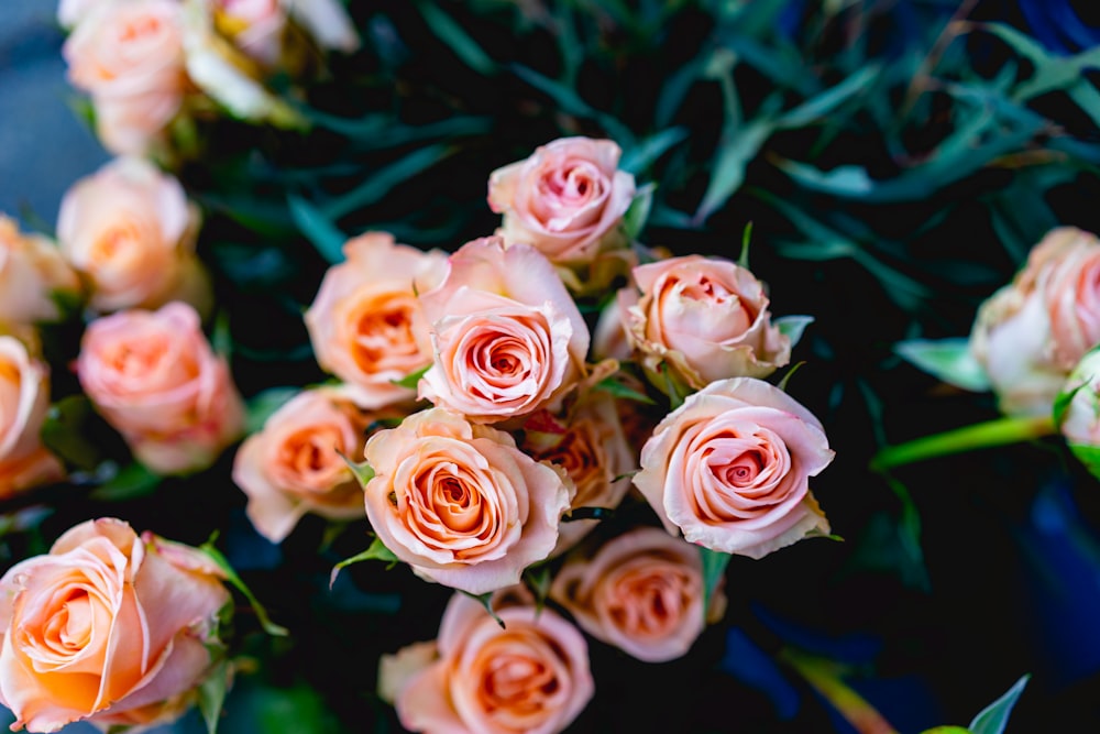 pink flowers