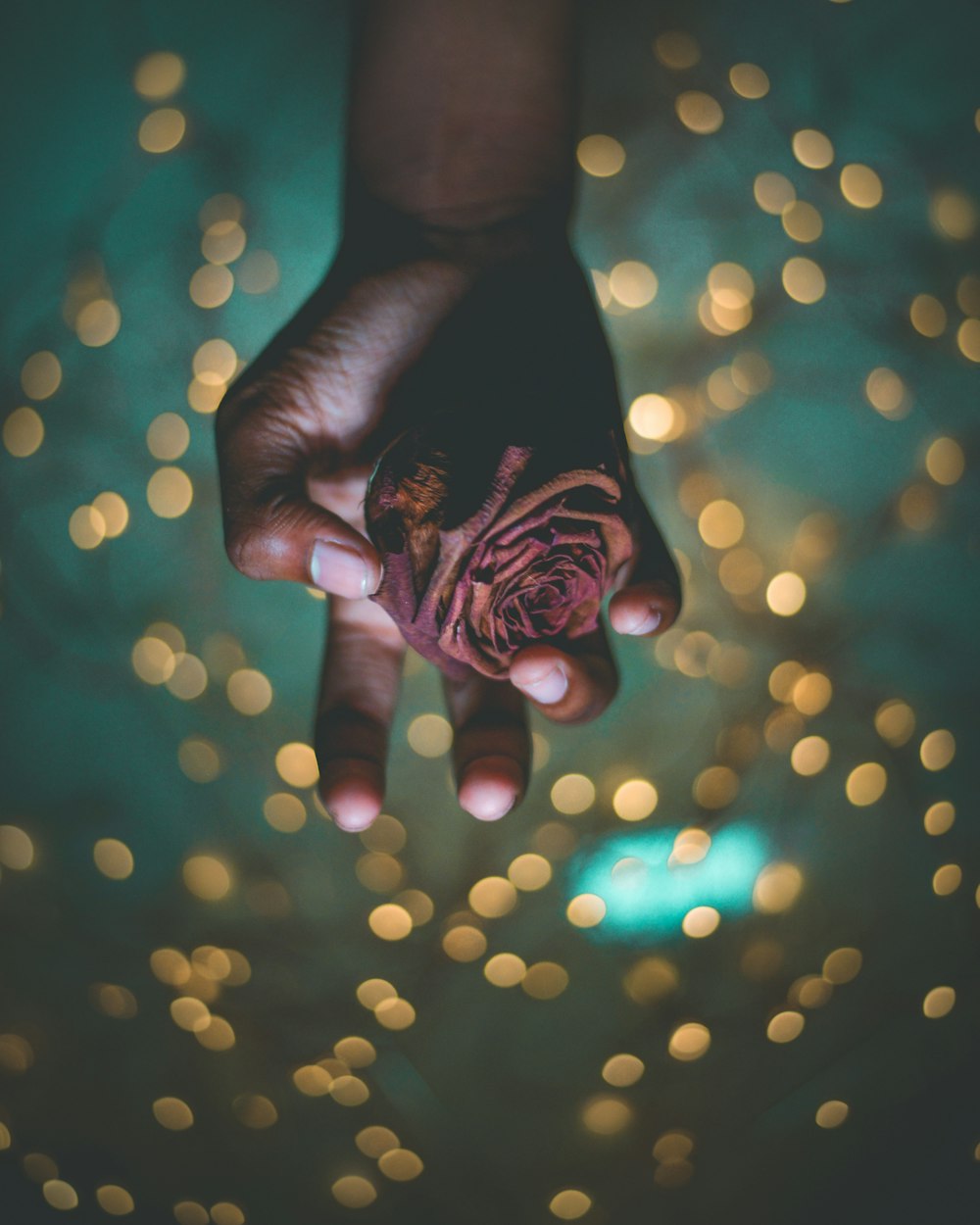 person holding red petaled flower in bokeh photography