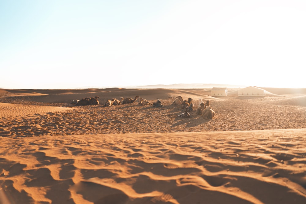 people lying on desert