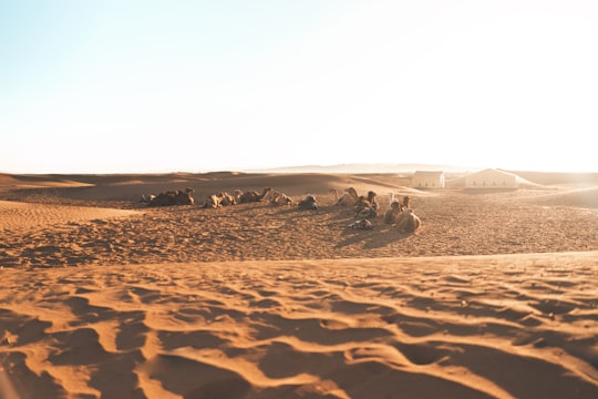 people lying on desert in Zagora Morocco