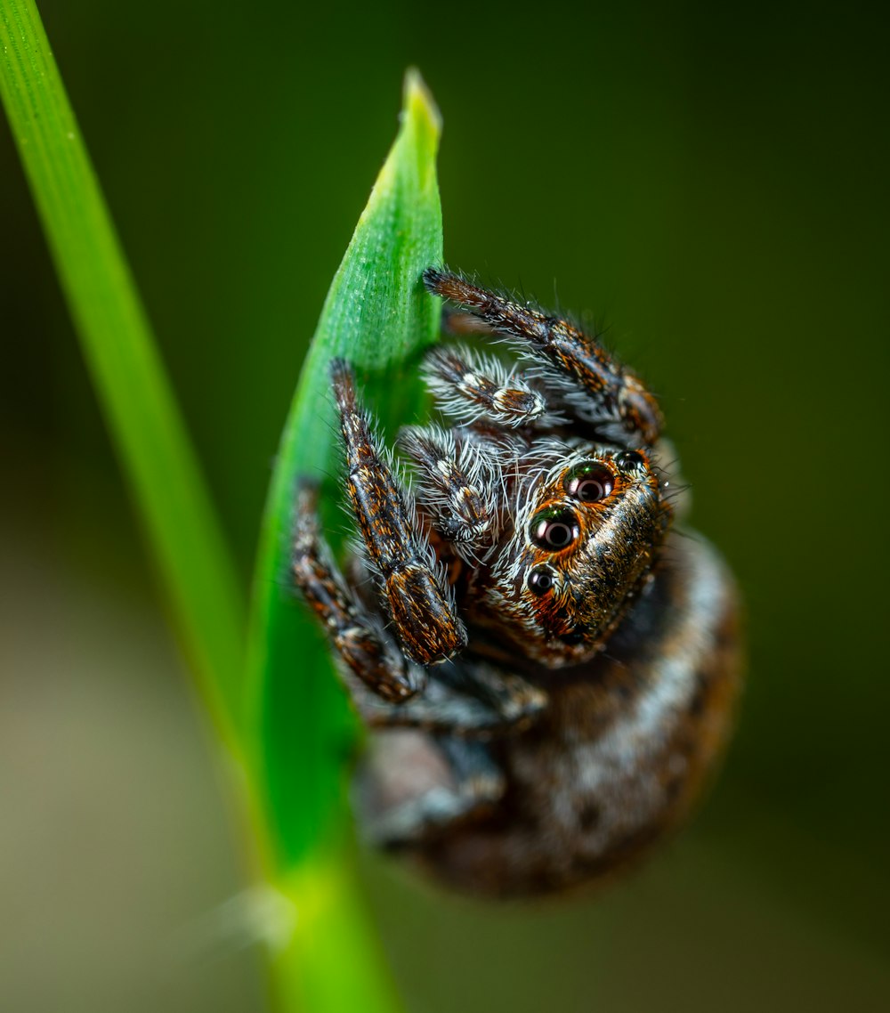 macro shot of brown spider