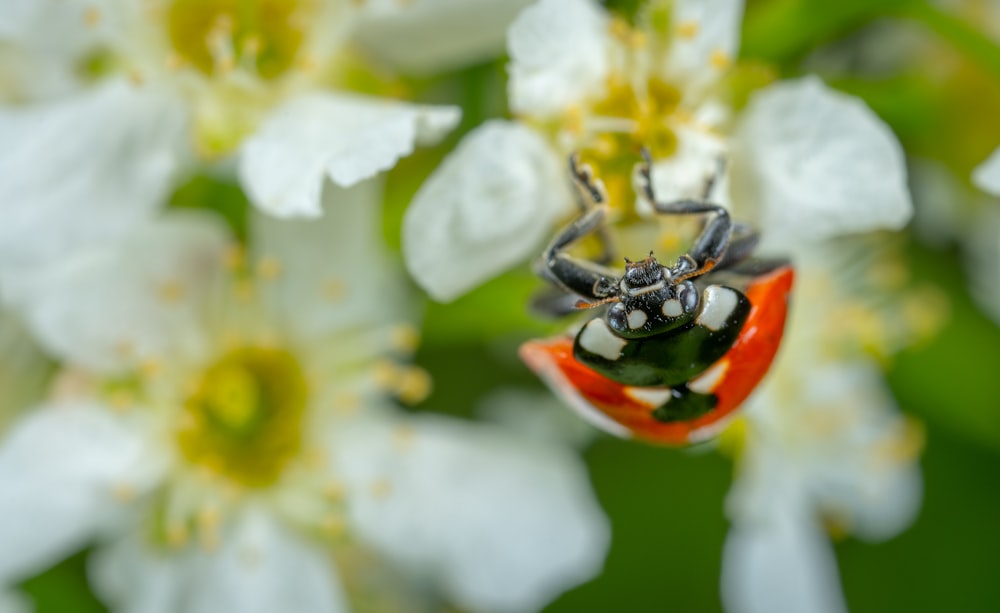 ladybug on white petaled flower