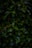 green leafed plant