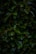 green leafed plant