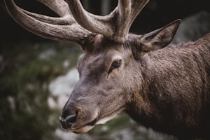 Premium Fallow Deer Antlers