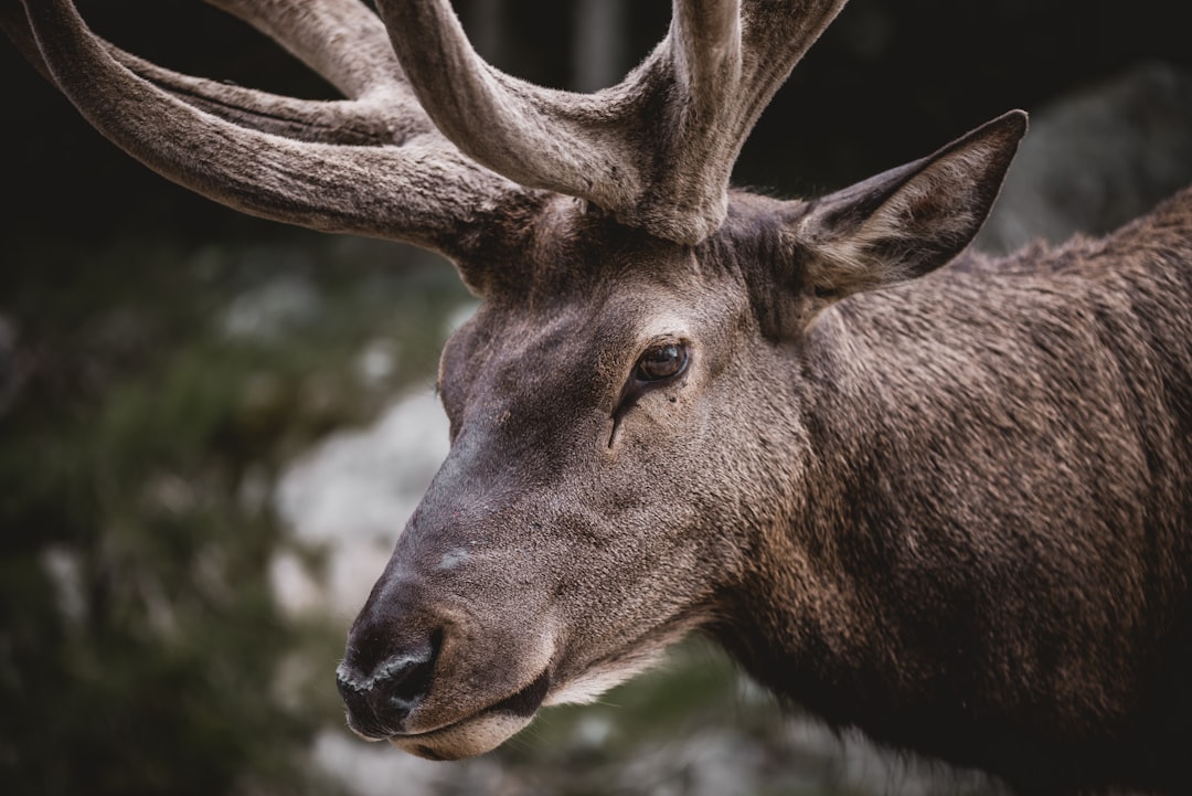 Wildlife photo spot Parc Omega Sainte-Agathe-des-Monts