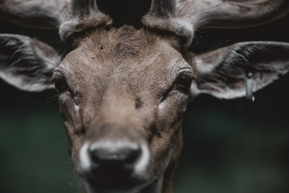 Photo de cerf à mise au point peu profonde