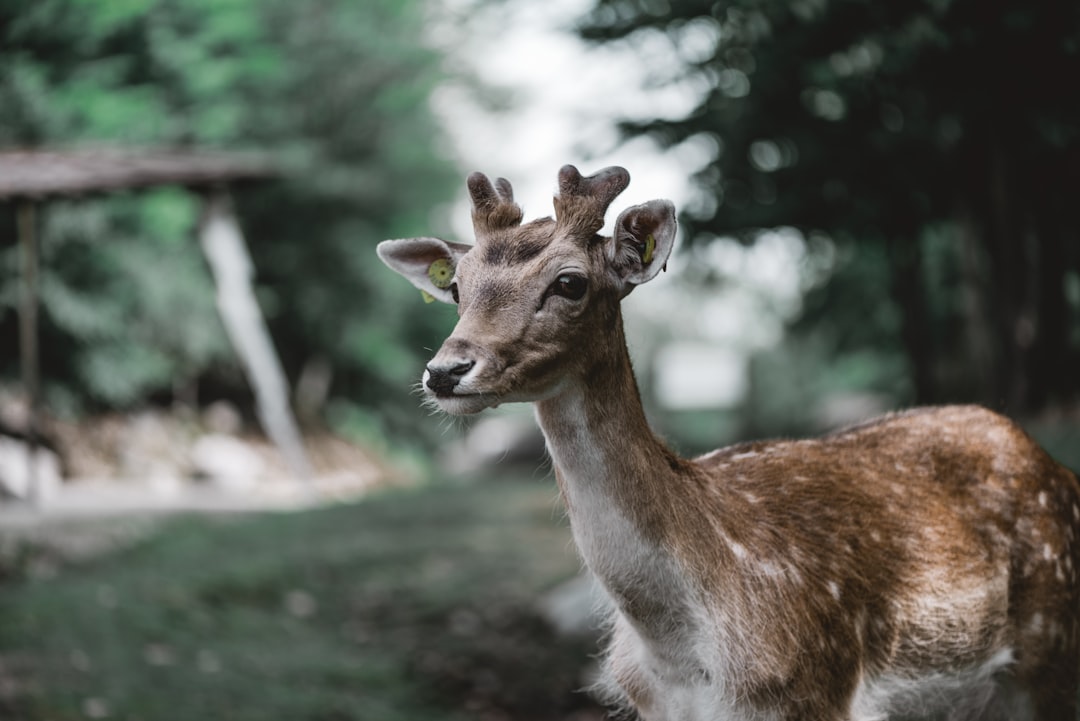 Wildlife photo spot Parc Omega Sainte-Agathe-des-Monts