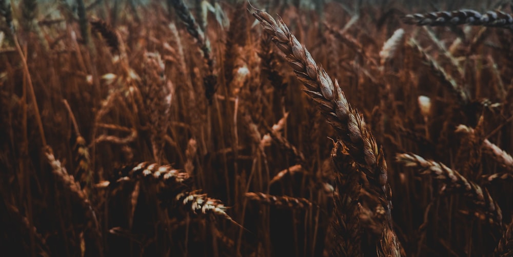 focus photo of rice field