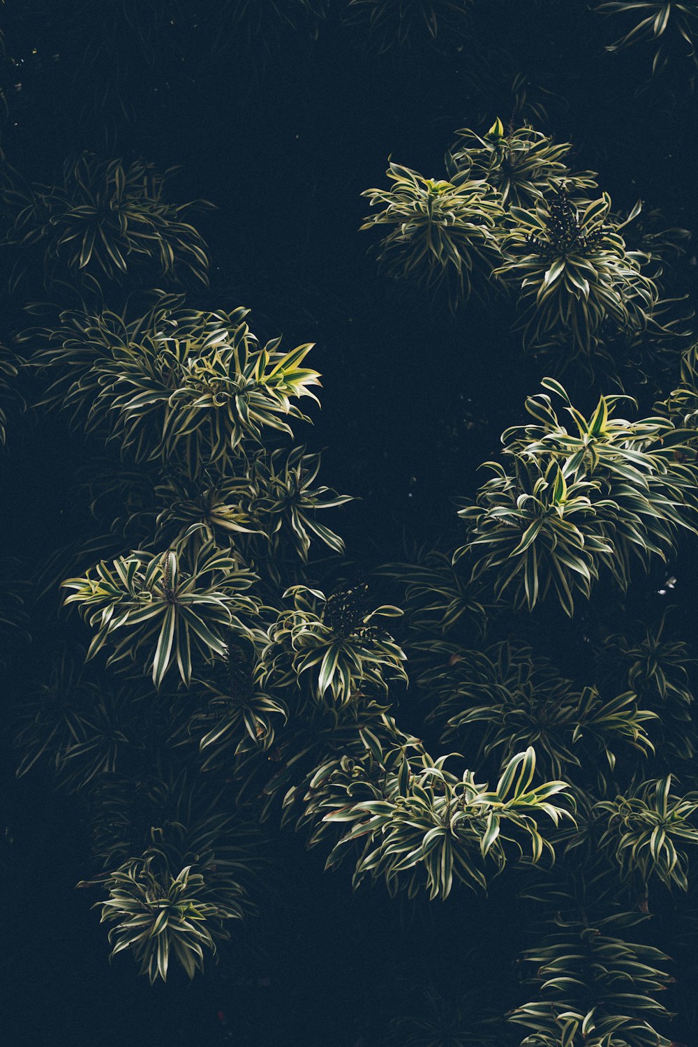 green and yellow leaf plants