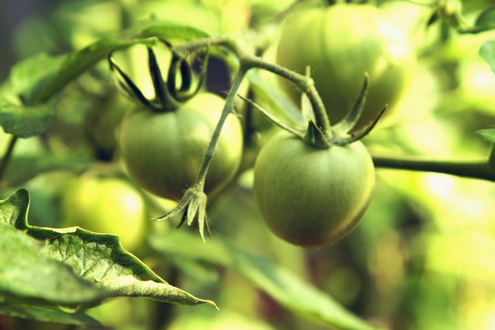 round green fruit