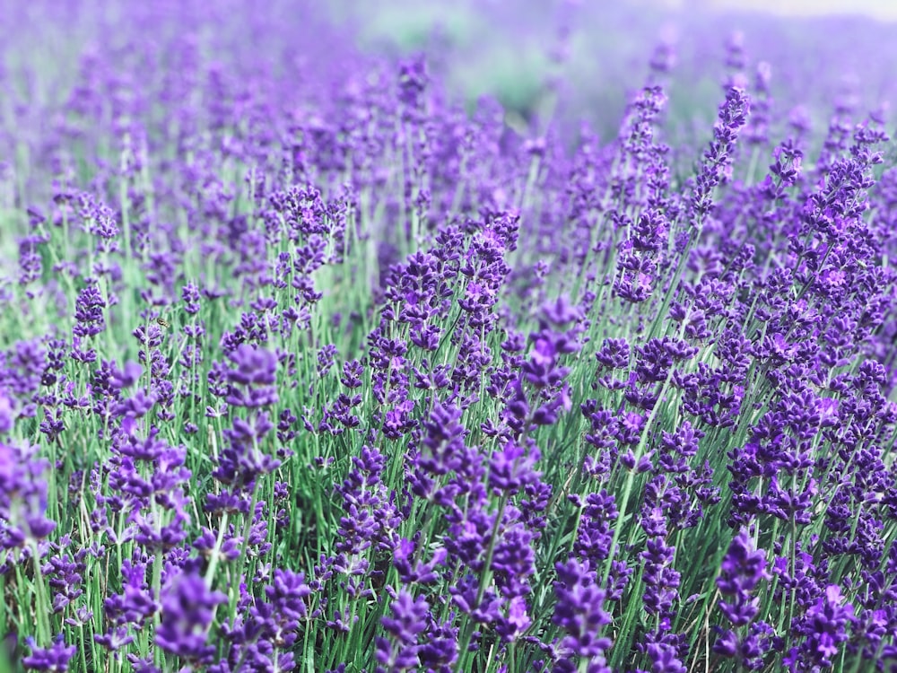 bed of purple petaled flowers
