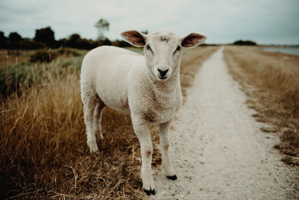 lamb on a pathway