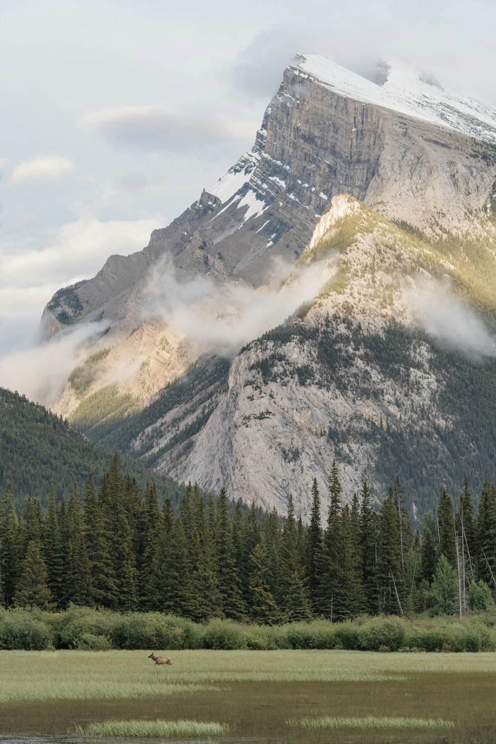 green pine trees with mountain as background