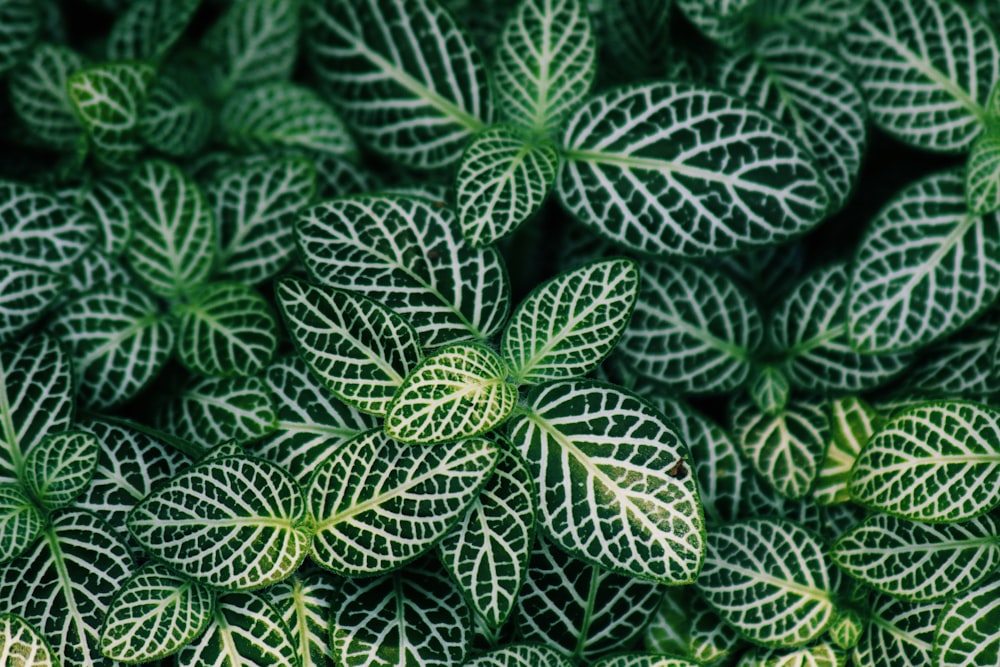 plantas de hojas verdes