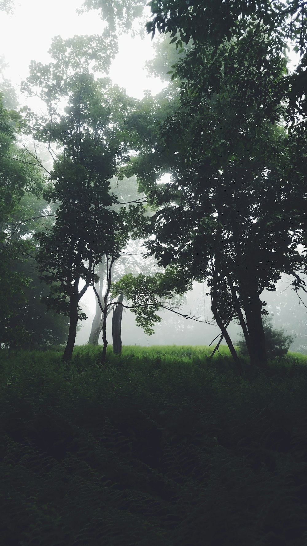 green leafed trees half covered with fogs during daytime photo