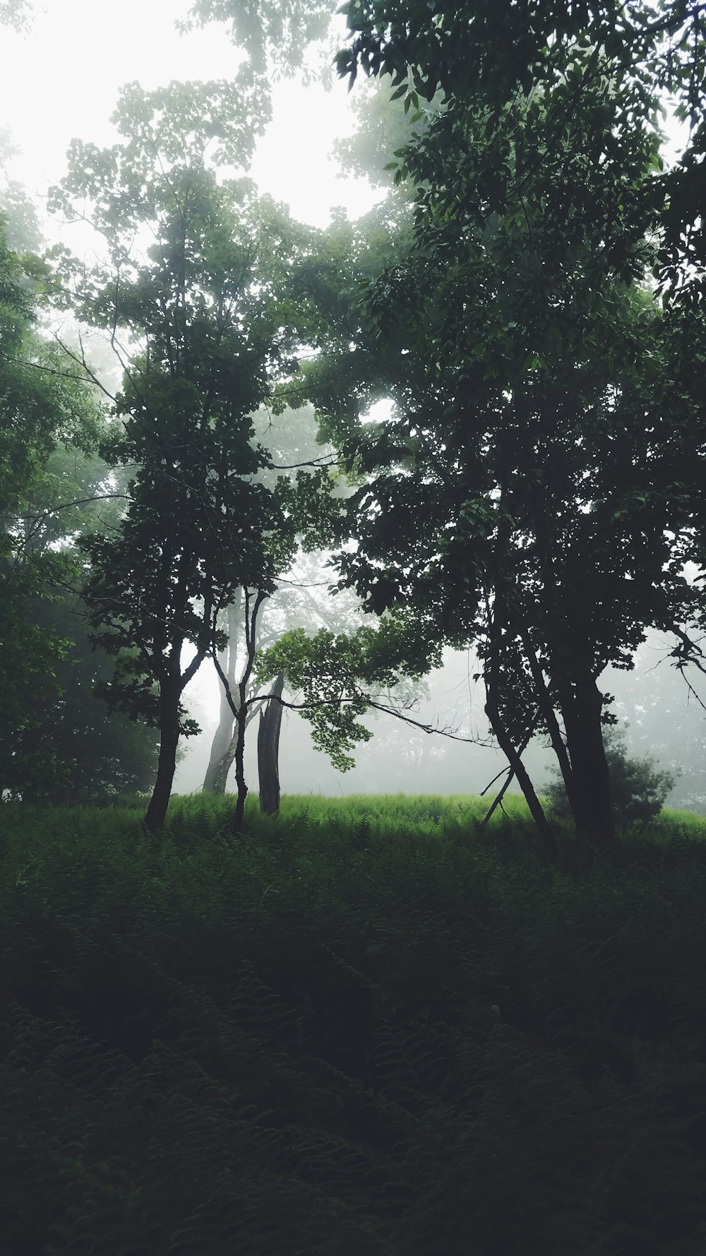 grün belaubte Bäume, die tagsüber halb mit Nebel bedeckt sind Foto