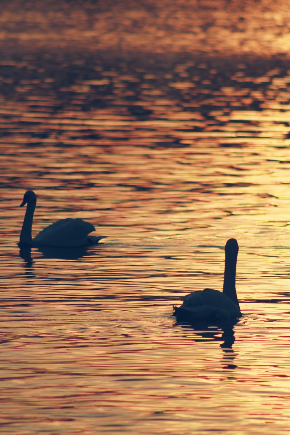 silhouette photo of two swans
