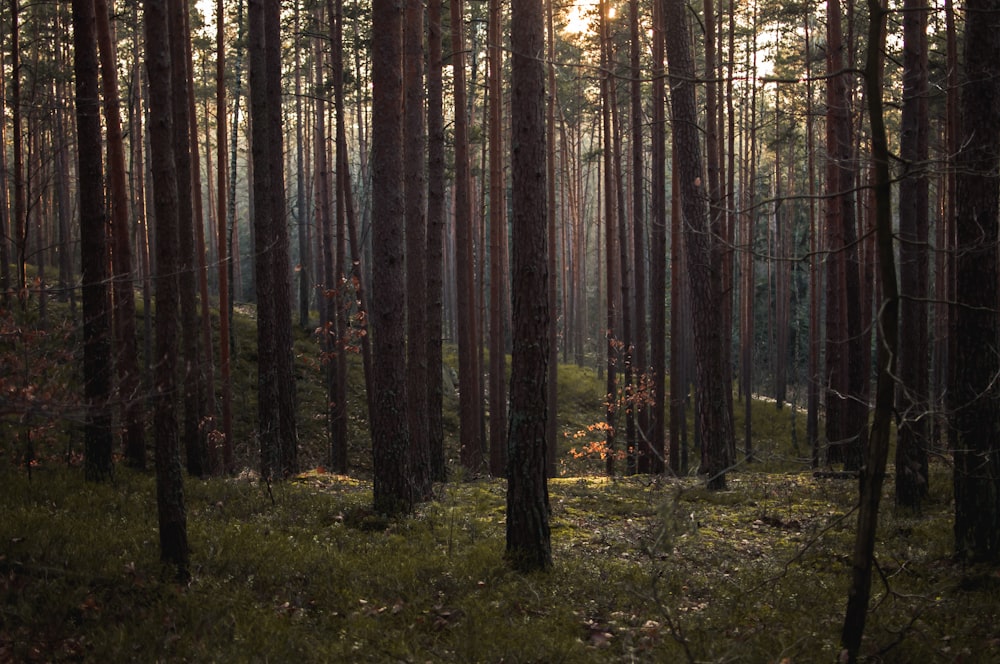 photo d’arbres de la forêt