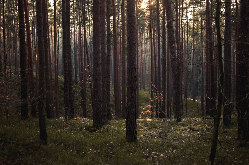 Foto de árboles forestales